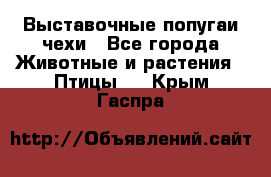 Выставочные попугаи чехи - Все города Животные и растения » Птицы   . Крым,Гаспра